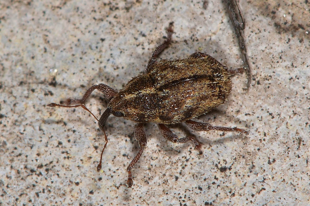 Curculionidae: Trichosirocalus barnevillei